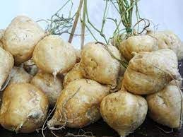 Pachyrhizus Jicama Pachyrhizus erosus seeds for garden planting