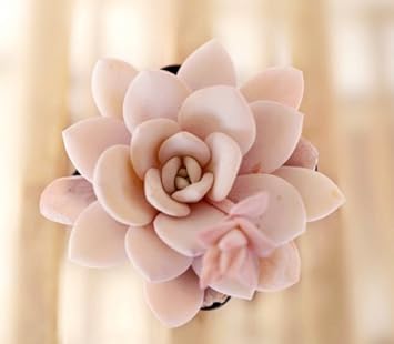 Light Pink Heirloom Echeveria Plant Seeds, Non-GMO Rosette Succulents for Decorative Garden Planting