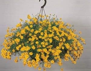 Yellow Thymophylla Flower Seeds for Planting - 100 pcs