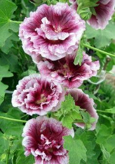 Mixed Alcea Rosea Flower Seeds for Planting – Colorful Heirloom Non-GMO Seeds