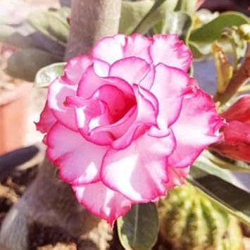 Adenium obesum Rose Heirloom Non-GMO Seeds for Planting for planting in home garden