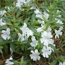 White Mimulus Flower Seeds for Planting - 100 pcs