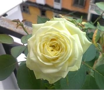 Heirloom Non-GMO Rose Tree Flower Seeds for Planting