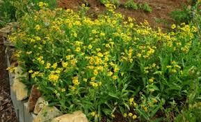 Meadow Arnica Yellow Flower Seeds for Planting - NON GMO Seeds
