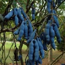 Blue Sausage Plant Seeds for Planting heirloom & Non-GMO Seeds
