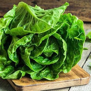 Romaine Lettuce Seeds for Planting - 100 Pcs pcs