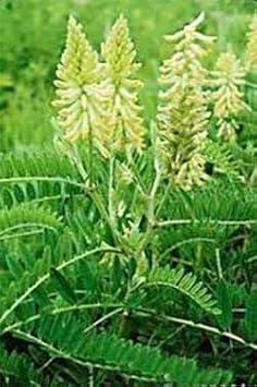 Light Green Astragalus Flower Seeds for Planting - 100 pcs