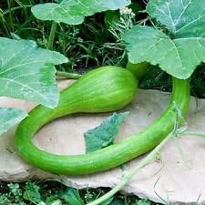 Green Tromboncino Cucurbita moschata seeds for trellis garden