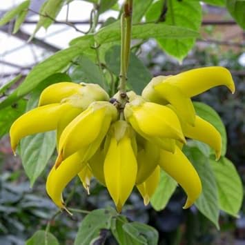 Heirloom Non-GMO Endangered Jade Flower Seeds for Rare Exotic Garden Planting