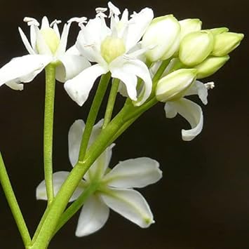 Scilla Siberica Seeds for Planting – Organic, Heirloom, Non-GMO Flower Seeds