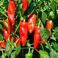 Sweet pepper Capsicum annuum seeds for planting in vegetable patch