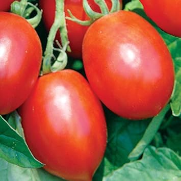 Red Tomato Seeds for Planting - Classic Variety - heirloom & Non GMO Seeds