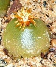 Mixed Conophytum Hammeri Plant Seeds for Planting, 100 pcs