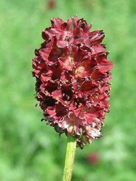 Red Sanguisorba Officinalis Plant Seeds for Garden Borders and Herbal Use Scientific Name Placeholder for planting in home garden