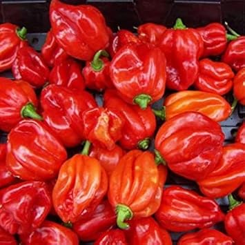 Scotch Bonnet Seeds for Planting, 100 Pcs pcs