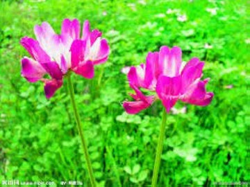 Violet Milkvetch Sinicus Seeds – Heirloom, Non-GMO Flower Seeds for Planting Colorful Blooms