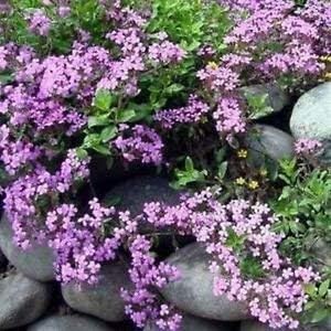 Pink Saponaria Ocymoides Flower Seeds for Planting - 100 Pcs pcs