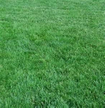 Baron Kentucky Bluegrass Seed
