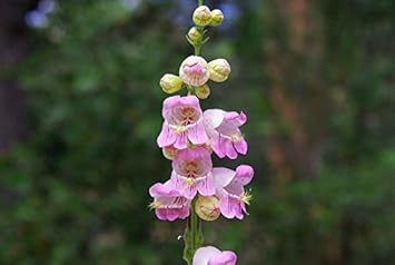 Violet Penstemon Seeds for Planting - 100 pcs