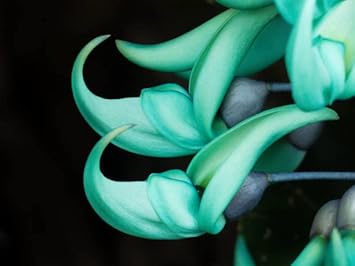 Organic Jade Green Flower Seeds for Planting – Heirloom, Non-GMO for planting in your garden.