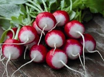 Red & White Radish Seeds – Fast-Growing & Nutritious for Organic Gardening 100 Pcs pcs