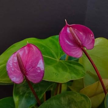 Pink Anthurium Andraeanum Flower Seeds for Planting - Heirloom and Non-GMO garden seeds for planting in your garden.