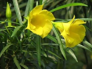 Thevetia Peruviana Flower Seeds for Planting - 100 Pcs - Heirloom, NON-GMO Seeds for planting in home garden