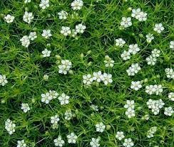 Sagina Subulata Flower Seeds for Planting – Organic, Heirloom, Non-GMO Ground Cover Seeds for planting in your garden.