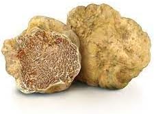 Tuber Magnatum Vegetable Seeds for Planting, heirloom & Non-GMO Seeds