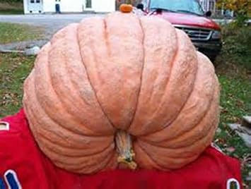 Orange Giant Pumpkin Vegetable Seeds for Planting heirloom & Non-GMO Seeds