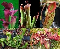 Mosquito Carnivorous Plant Seeds for Planting - NON GMO Seeds