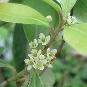 Ilex Paraguayensis Flower Seeds for Planting, NON GMO Seeds