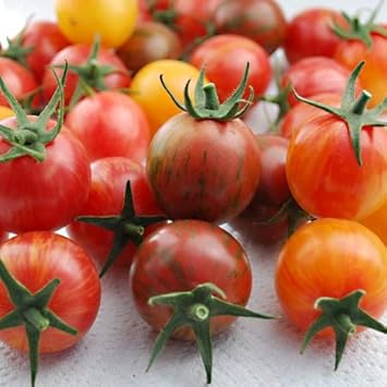 Tomato Seeds for Planting, Red Mix, 100 Pcs pcs