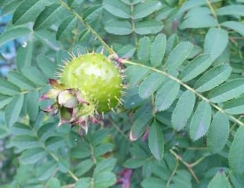 30pcs Wild Rosa Roxbunghii Fruit Seeds - Green and Hardy for Your Landscape 100 Pcs pcs