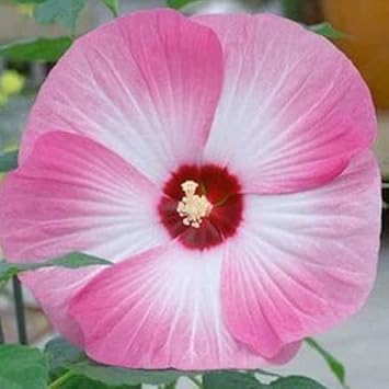 Pink & White Hibiscus Heirloom Non-GMO Seeds for Planting