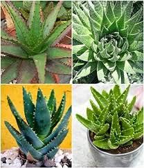 Mixed Aloe Vera Plant Seeds for Planting