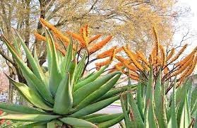 Aloe Marlothii Plant Seeds – Unique Aloe for Your Garden - Heirloom & Non-GMO Seeds for planting – Fresh Herb for Your Garden