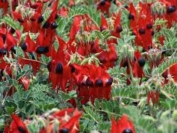Sturt's Flower Seeds for Planting - NON GMO Seeds