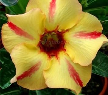 Yellow Red Bellfarm Flower Seeds for Planting, NON GMO Seeds seeds for planting in home garden