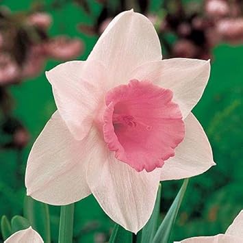 Pale Pink Narcissus Seeds for Planting – Heirloom, Non-GMO Organic Flower Seeds