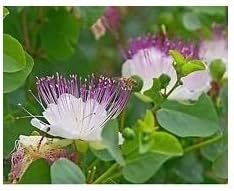 White Capparis Spinosa Flower Seeds - 100 pcs