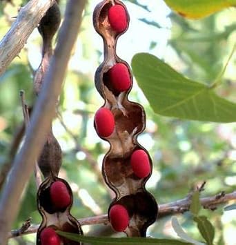 Texas Mountain Laurel Mescal Bean Seeds for Planting - NON GMO Seeds