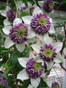 White Purple Clematis Flower Seeds – Heirloom Non-GMO Vining Blooms for Garden Planting