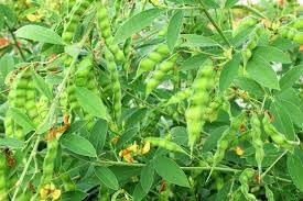 Pigeon Pea Vegetable Seeds for Planting - 100 Pcs pcs