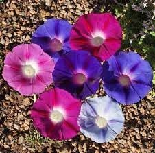 Climbing Flower Seeds Heirloom Non GMO Planting - 100 pcs