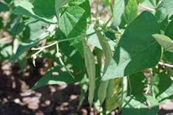 Black Turtle Pole Bean Vegetable Seeds for Planting heirloom & Non-GMO Seeds