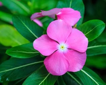 Heirloom Non-GMO Light Pink Periwinkle Flower Seeds for Soft and Graceful Garden Planting for planting in your garden.