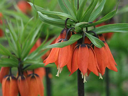 Heirloom Non-GMO Fritillaria Imperialis Flower Seeds for Planting – Tall Exotic Spring Garden Blooms - Non-GMO for planting in home garden