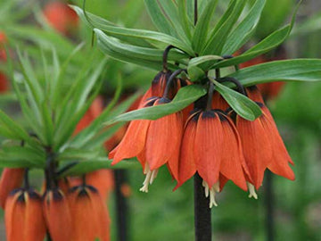 Heirloom Non-GMO Fritillaria Imperialis Flower Seeds for Planting – Tall Exotic Spring Garden Blooms