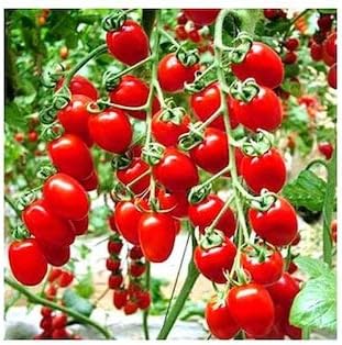 Tomato Vegetable Seeds for Planting – Red Heirloom Variety 100 Pcs pcs